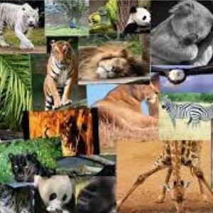 Animales y sus clasificaciones