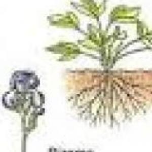 La reproducción de las plantas