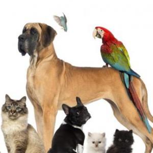 la concietizacion del cuidado de los animales