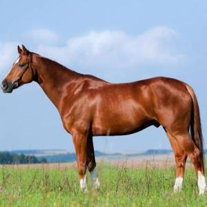tipos de animales