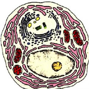 Imagen de portada del videojuego educativo: Organelos Celulares, de la temática Biología