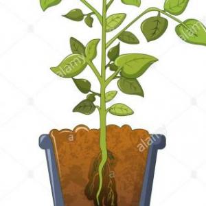 Partes de la planta