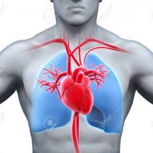 Anatomía: caja torácica, corazón y grandes vasos sanguíneos