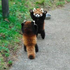 Animals!!