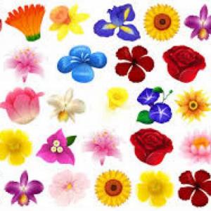 tarjetas de flores 