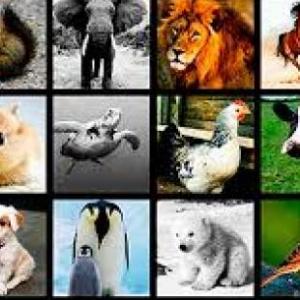 tarjetas de animales 