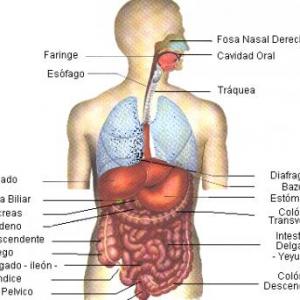 Sistema respiratorio y sistema digestivo
