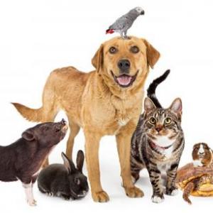 ANIMALS