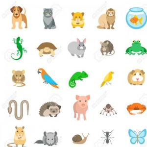 Animals and colors