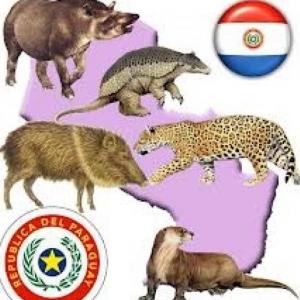 mymba ka´aguygua