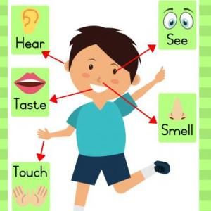 Imagen de portada del videojuego educativo: The five senses, de la temática Idiomas