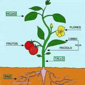 La planta y sus partes