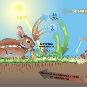 Intercambio de materia y energía