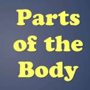 PARTS OF THE BODY