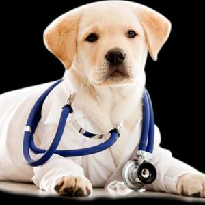 PATOLOGÍAS EN ANIMALES