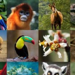 ¿A qué ambiente se adaptan?