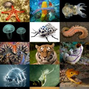 Cosas interesantes sobre los animales