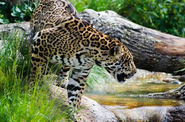 FELINO
