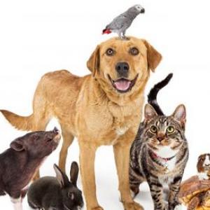 Animales en ingles