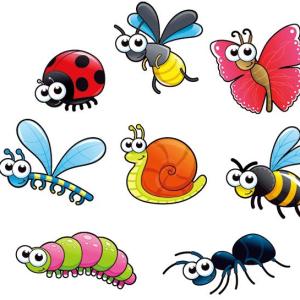 INSECTS