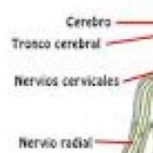 Sistema nervioso