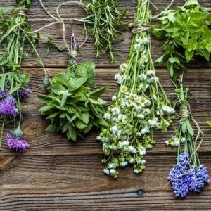 plantas medicinales o comestibles 