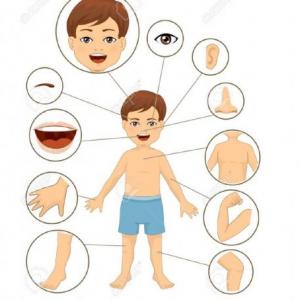 Partes del cuerpo