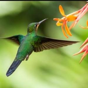 Plantas y animales