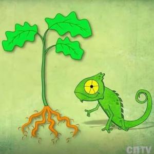 Imagen de portada del videojuego educativo: CLASIFICACIÓN DE LAS PLANTAS, de la temática Biología