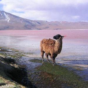 Animales típicos de Bolivia 