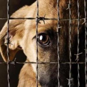 Imagen de portada del videojuego educativo: maltrato animal, de la temática Seguridad