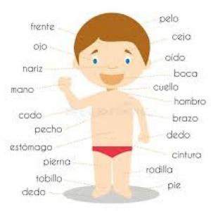 PARTES DEL CUERPO HUMANO