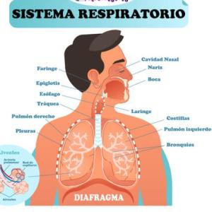 TRIVIA DEL SISTEMA RESPIRATORIO