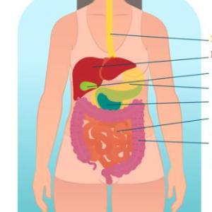 El sistema digestivo