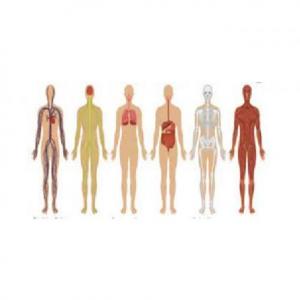 Conociendo partes de nuestro cuerpo