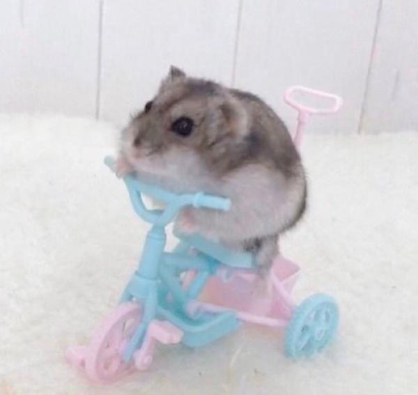 Cele  Milky