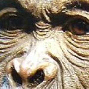 Homo Habilis