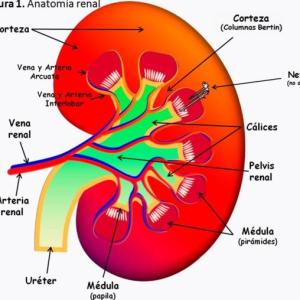 FISIOLOGIA RENAL