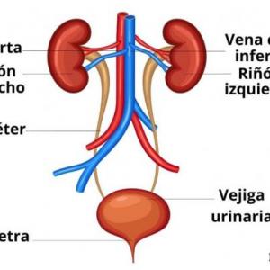 Sistema excretor