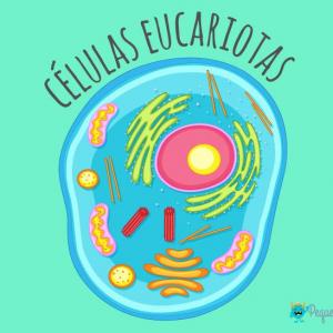 Célula Eucariota