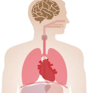 enfermedades y oreganos del cuerpo