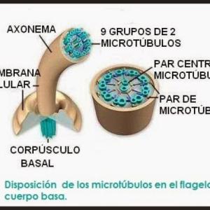 Las funciones de los organelos de la célula
