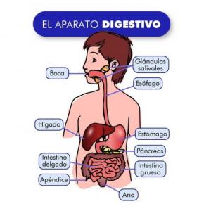 SISTEMA DIGESTIVO