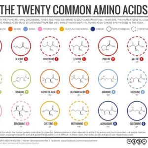 Aminoacidos trivia!