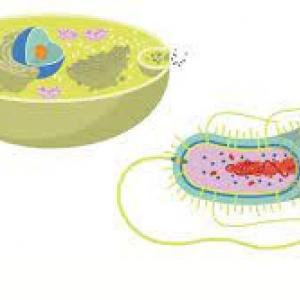 Cells