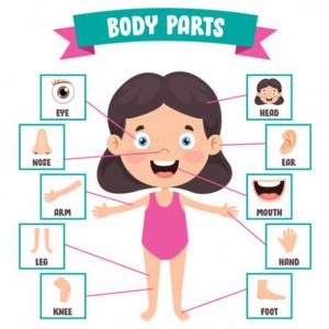 Parts of the body