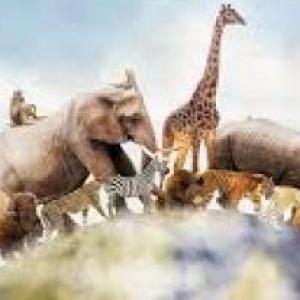 Los animales