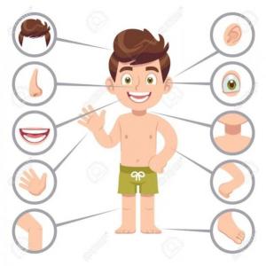 Concéntrese del cuerpo humano