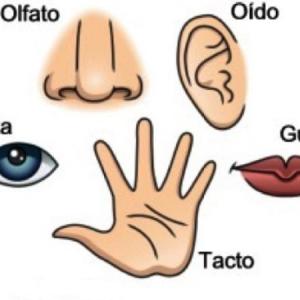 DESCUBRE LOS SENTIDOS
