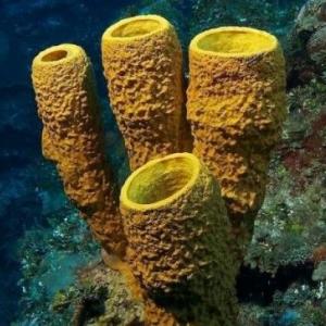 LOS PORÍFEROS (ESPONJAS)
